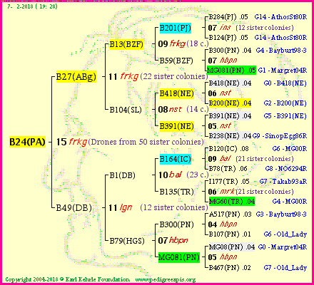 Pedigree of B24(PA) :
four generations presented