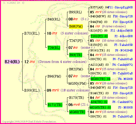 Pedigree of B24(RL) :
four generations presented