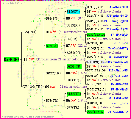 Pedigree of B24(RN) :
four generations presented