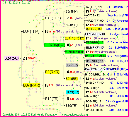 Pedigree of B24(SC) :
four generations presented
it's temporarily unavailable, sorry!