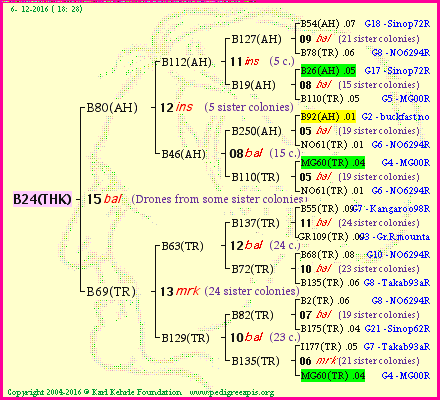 Pedigree of B24(THK) :
four generations presented