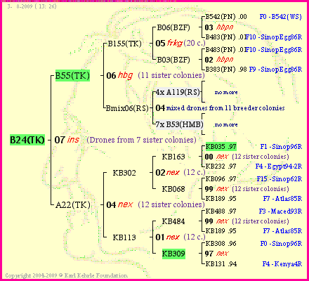 Pedigree of B24(TK) :
four generations presented