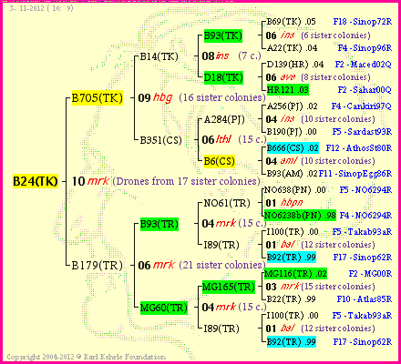 Pedigree of B24(TK) :
four generations presented