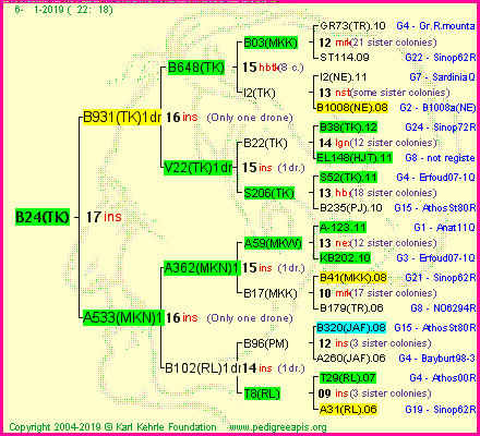 Pedigree of B24(TK) :
four generations presented<br />it's temporarily unavailable, sorry!