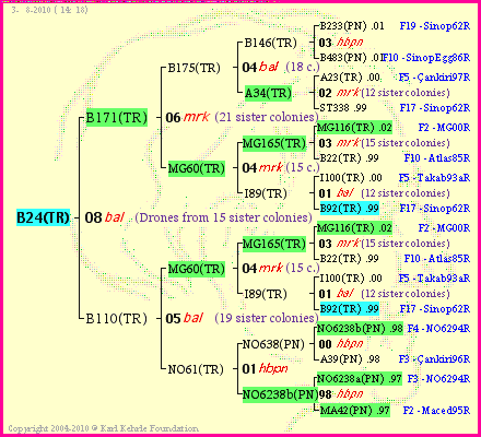 Pedigree of B24(TR) :
four generations presented