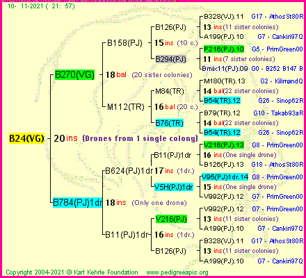 Pedigree of B24(VG) :
four generations presented
it's temporarily unavailable, sorry!