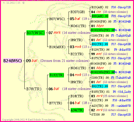 Pedigree of B24(WSC) :
four generations presented