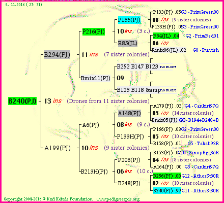 Pedigree of B240(PJ) :
four generations presented
it's temporarily unavailable, sorry!