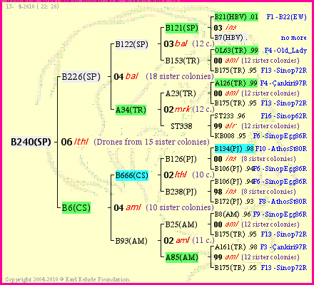 Pedigree of B240(SP) :
four generations presented