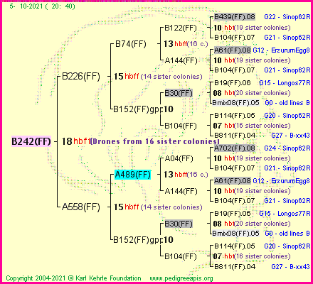 Pedigree of B242(FF) :
four generations presented
it's temporarily unavailable, sorry!