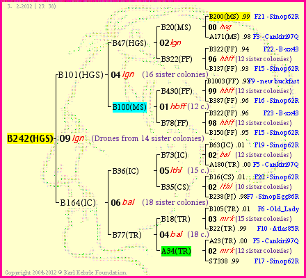 Pedigree of B242(HGS) :
four generations presented