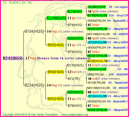 Pedigree of B242(HGS) :
four generations presented<br />it's temporarily unavailable, sorry!