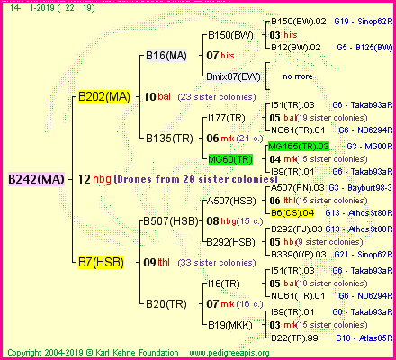 Pedigree of B242(MA) :
four generations presented<br />it's temporarily unavailable, sorry!