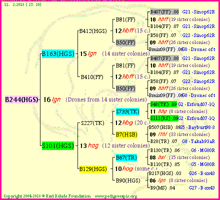 Pedigree of B244(HGS) :
four generations presented