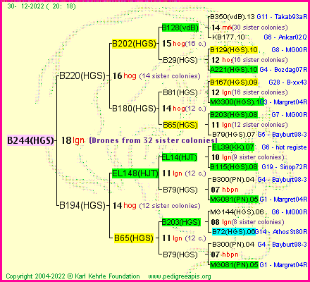 Pedigree of B244(HGS) :
four generations presented
it's temporarily unavailable, sorry!