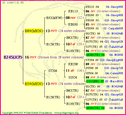 Pedigree of B245(JCP) :
four generations presented