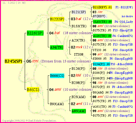 Pedigree of B245(SP) :
four generations presented