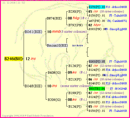 Pedigree of B246(BIE) :
four generations presented