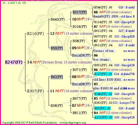 Pedigree of B247(FF) :
four generations presented