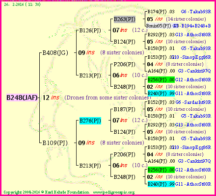 Pedigree of B248(JAF) :
four generations presented