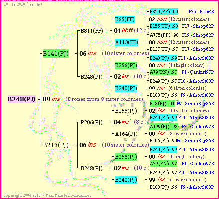 Pedigree of B248(PJ) :
four generations presented