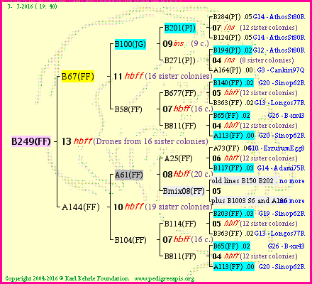 Pedigree of B249(FF) :
four generations presented