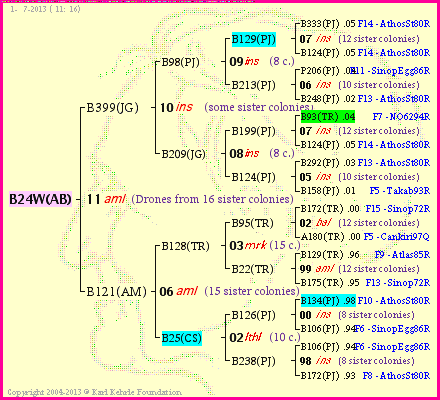 Pedigree of B24W(AB) :
four generations presented