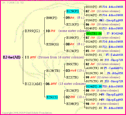 Pedigree of B24w(AB) :
four generations presented