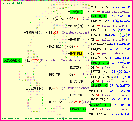 Pedigree of B25(ADK) :
four generations presented