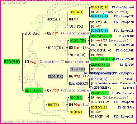 Pedigree of B25(AH) :
four generations presented