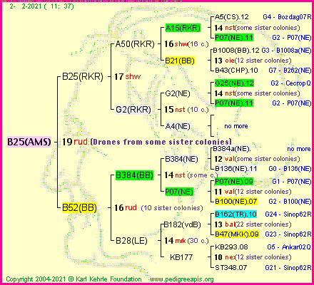 Pedigree of B25(AMS) :
four generations presented
it's temporarily unavailable, sorry!