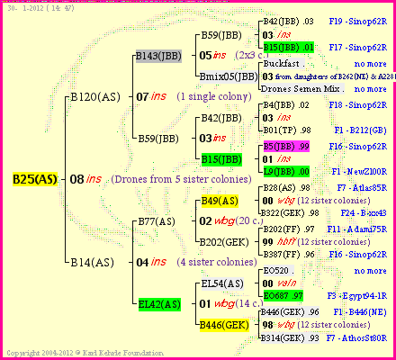 Pedigree of B25(AS) :
four generations presented