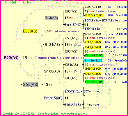 Pedigree of B25(AS) :
four generations presented
it's temporarily unavailable, sorry!