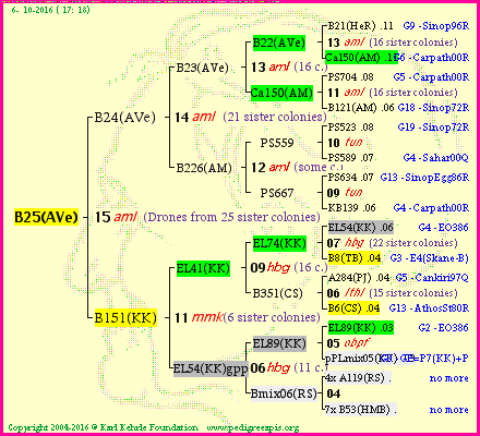 Pedigree of B25(AVe) :
four generations presented