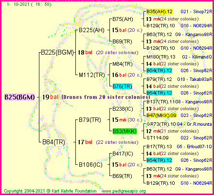 Pedigree of B25(BGM) :
four generations presented
it's temporarily unavailable, sorry!