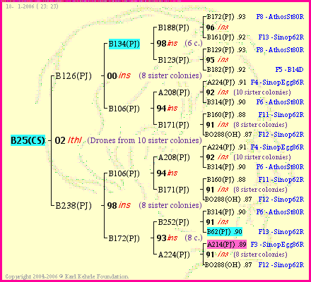 Pedigree of B25(CS) :
four generations presented<br />it's temporarily unavailable, sorry!