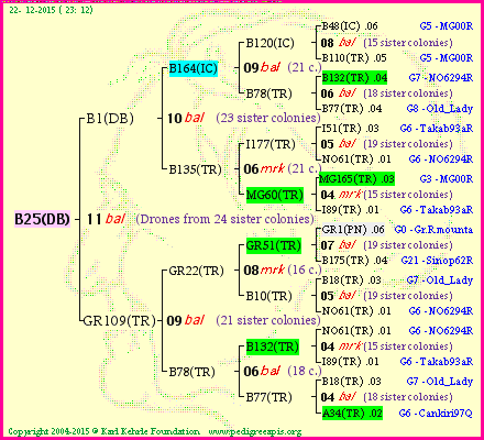 Pedigree of B25(DB) :
four generations presented