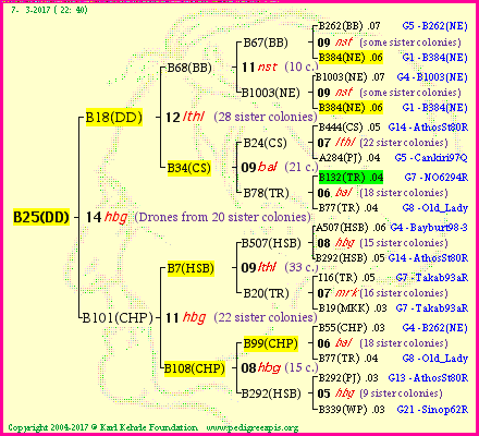 Pedigree of B25(DD) :
four generations presented<br />it's temporarily unavailable, sorry!