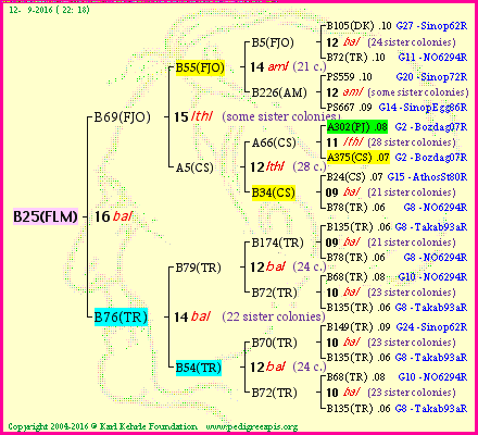 Pedigree of B25(FLM) :
four generations presented