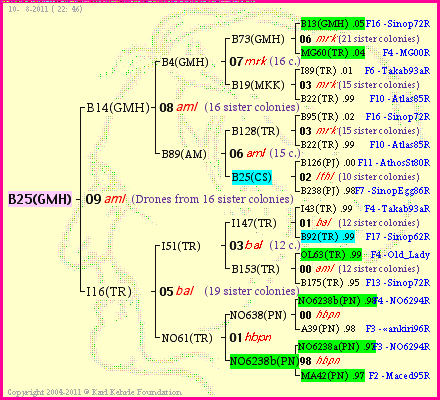 Pedigree of B25(GMH) :
four generations presented