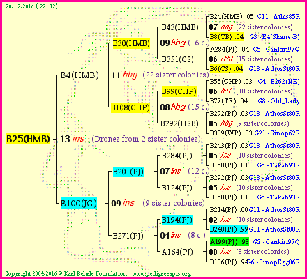 Pedigree of B25(HMB) :
four generations presented