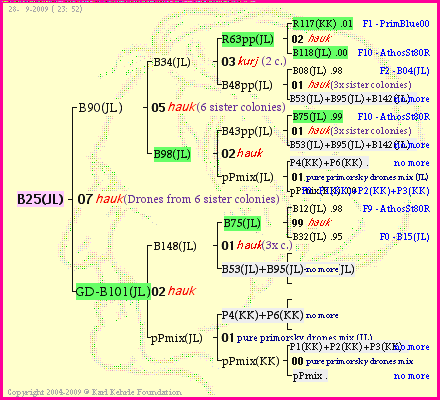 Pedigree of B25(JL) :
four generations presented