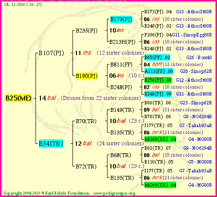 Pedigree of B25(ME) :
four generations presented