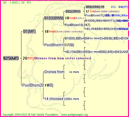 Pedigree of B25(MF) :
four generations presented
it's temporarily unavailable, sorry!