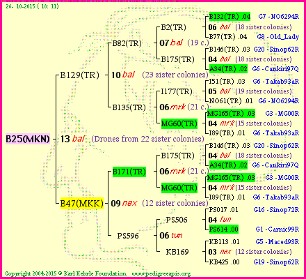 Pedigree of B25(MKN) :
four generations presented