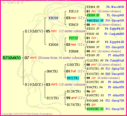 Pedigree of B25(MKV) :
four generations presented