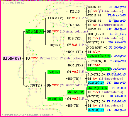 Pedigree of B25(MKV) :
four generations presented