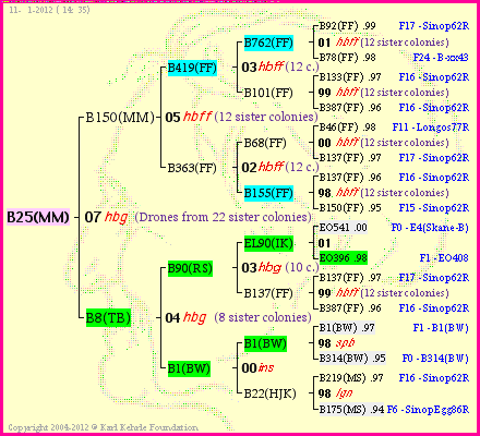 Pedigree of B25(MM) :
four generations presented