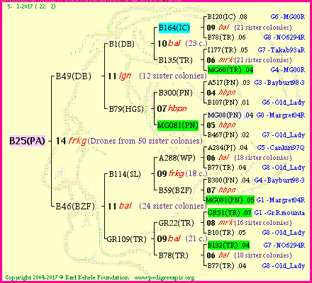 Pedigree of B25(PA) :
four generations presented