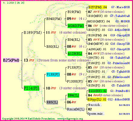 Pedigree of B25(PM) :
four generations presented